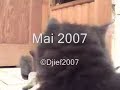 le biberon et les chatons
