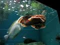 stonefish swimming