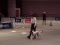2006 AKC National Obedience Invitational  - Rival