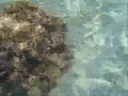videos de GREECE - MUNICIPALITY OF LEFKTRO