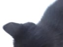 kitten