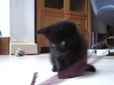 kitten