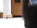 kitten