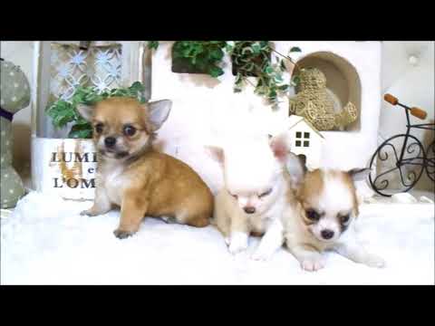 YouTube Preview Image