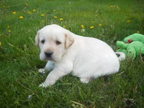 cash at 4 weeks old in this video akc yellow lab male