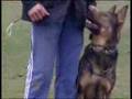 German Shepherd Dog