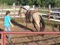 videos de JH Frosted Wrangler- 2009 2 yr old