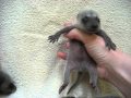 Newborn baby raccoons, crying, yawning, Animal Advocates, Mary Cummins