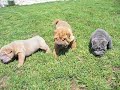 Shar-pei - Z dynastie Chan kennel - pupps one moth old, CZECH REPUBLIC