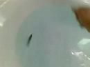 Sala-Minnow 9cm Sala-Minnow 9cm