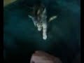 funy cat