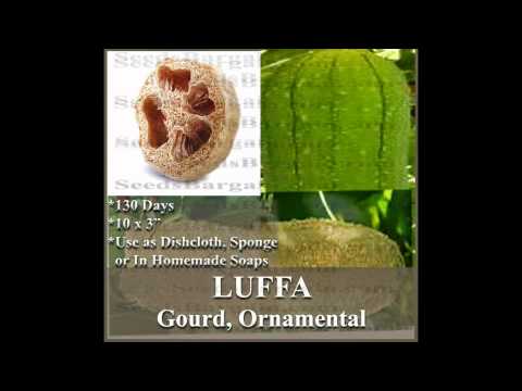 how to grow luffa from seed