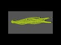 Gastrotricha
