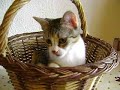 eden et le panier eden et le panier