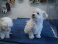 Coton