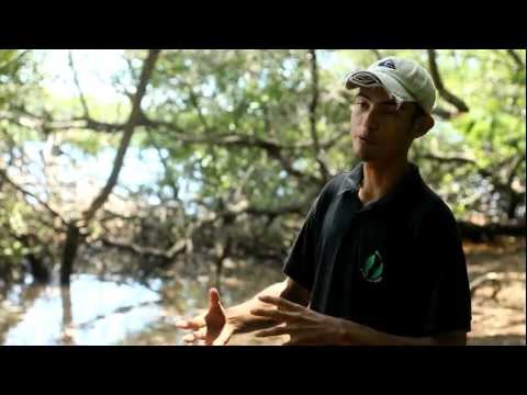 Youttube videos