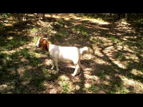 boergoat farming - Our herd of ten Boer Goat Does visit us at http://www.boergoatsranch.com pat@patodor.com.