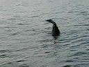 Subic bay dolphines