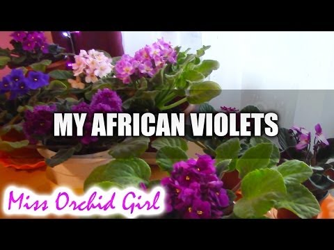 how to fertilize african violets