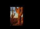 Woodpile Images - Saguaro Serenade