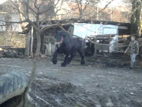 armasari - 2 armasari de culoare negru si rosu originari din Belgia rasa Ardenez nascuti in 2006 Vama jud Satu Mare.