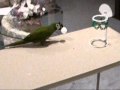 Parrot Sportscenter by FunTime Birdy