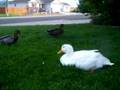 Bella's quack3