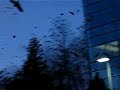 A Murder of Crows in Burnaby A Murder of Crows in Burnaby