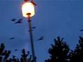 A Murder of Crows in Burnaby