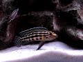 Julidochromis Marlieri http://cmcas.com.br/forum