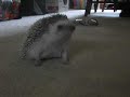 Koosh