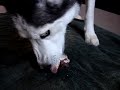 Nikki Siberian Husky eating beef heart Nikki Siberian Husky eating beef heart
