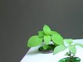 AeroGarden International Basil Seed Kit 2 of 7