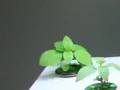 AeroGarden-Internati