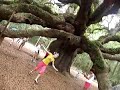 Angel Oak Tree Comedy