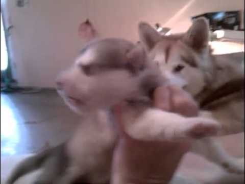 A.K.C Alaskan Malamutes