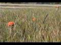 Early Season Pheasant Hunt @ Little River by Broadside Team