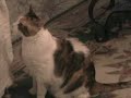 Cat Talk Cat Talk