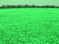 photographic series of a field of yellow flowers cinematically altered and set to 