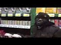 n.i.gel freestyle in a pet store