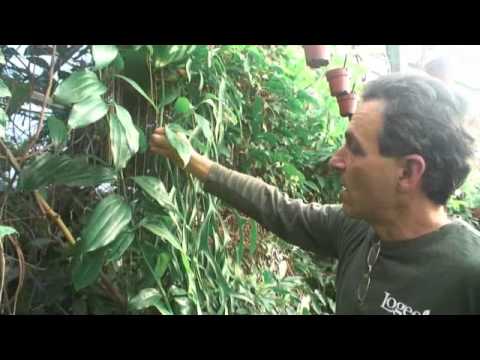 how to care for pteris fern