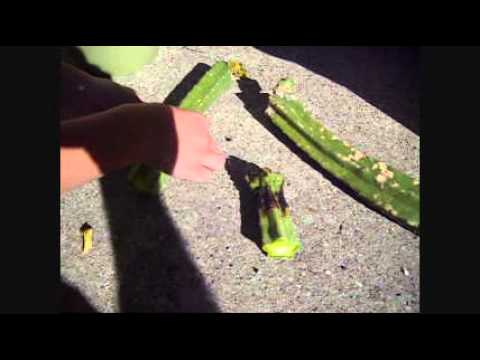 how to replant san pedro cactus