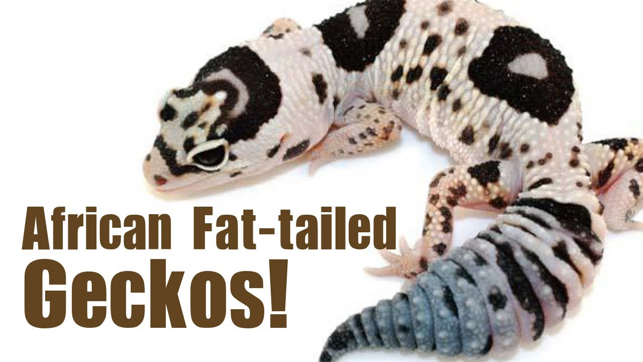 AFRICAN FAT-TAILED GECKOS! Care, breeding and morphs!