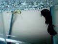 betta fry hacthed (48 hours after hatch)