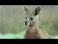 Kangaroo Boxing Extravaganza