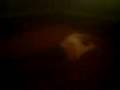 videos de HODGY