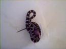 Pantherophis guttatus