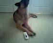 My dog speaking to my sister on the phone