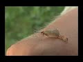 Fly fishing video : Trouthunting1 Fly fishing video : Trouthunting1