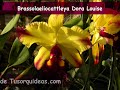 http://www.tusorquideas.com La orquidea tiene la facilidad de cruzarse por otras orquideas de generos diferentes, con asombrosa facilidad. En este video te muestro una orquidea hibrida de bellas flores, resultado del cruce entre una brassavola, una laelia y una cattleya. Con este video tienes tambien la posibilidad de conseguir la guia para cruzar a tus orquideas la que incluye 7 videos donde aprenderas desde hacer la capsula hasta el cultivo in vitro casero.
